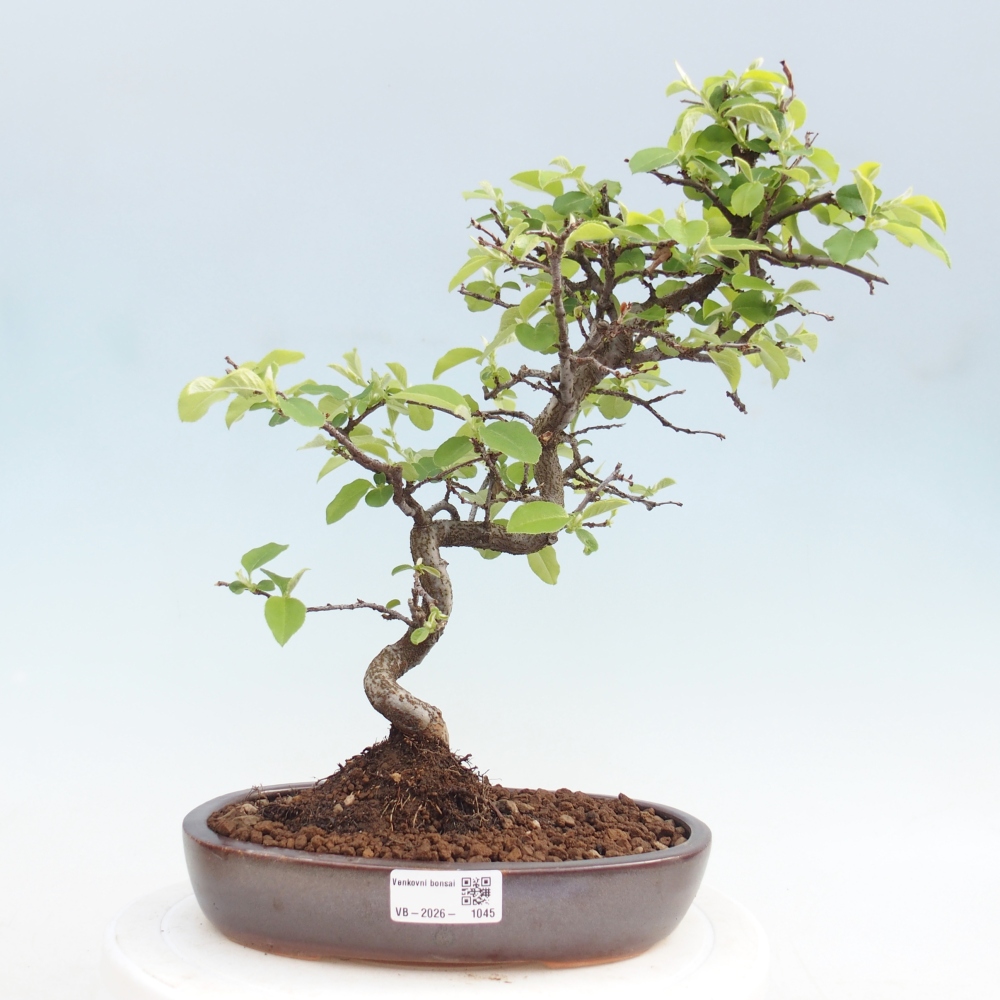 Bonsai zewnętrzne - Chaneomeles chinensis