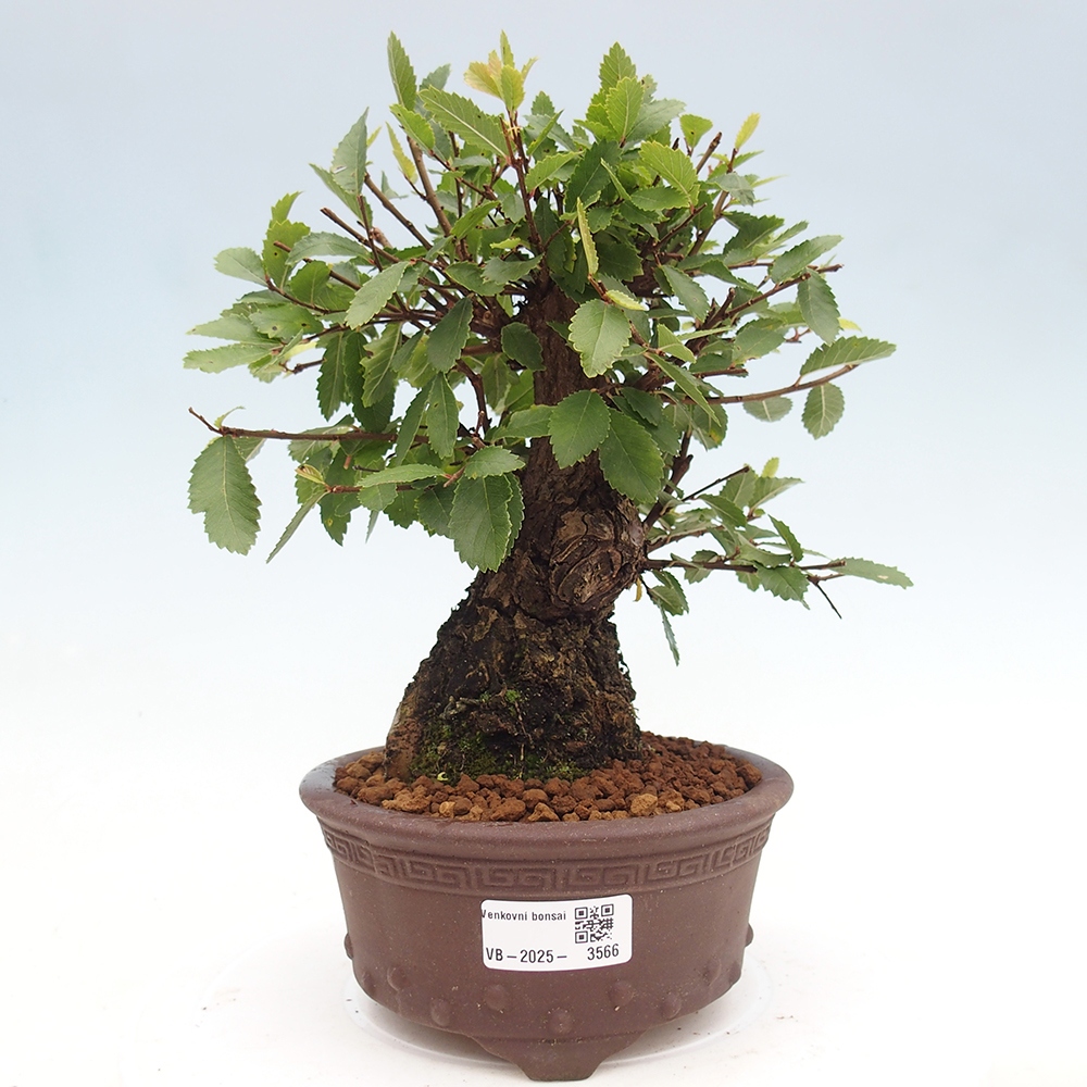Bonsai zewnętrzne - Zelkova - Zelkova NIRE