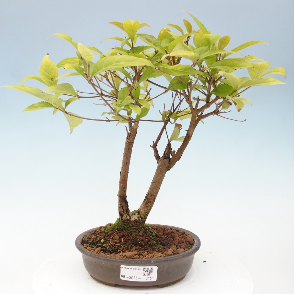 Outdoor bonsai - callicarpa jap Leucocarpa