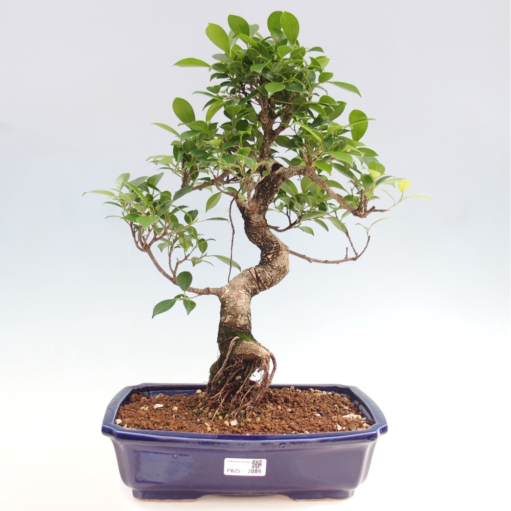 Kryty bonsai - Ficus kimmen - figowiec drobnolistny
