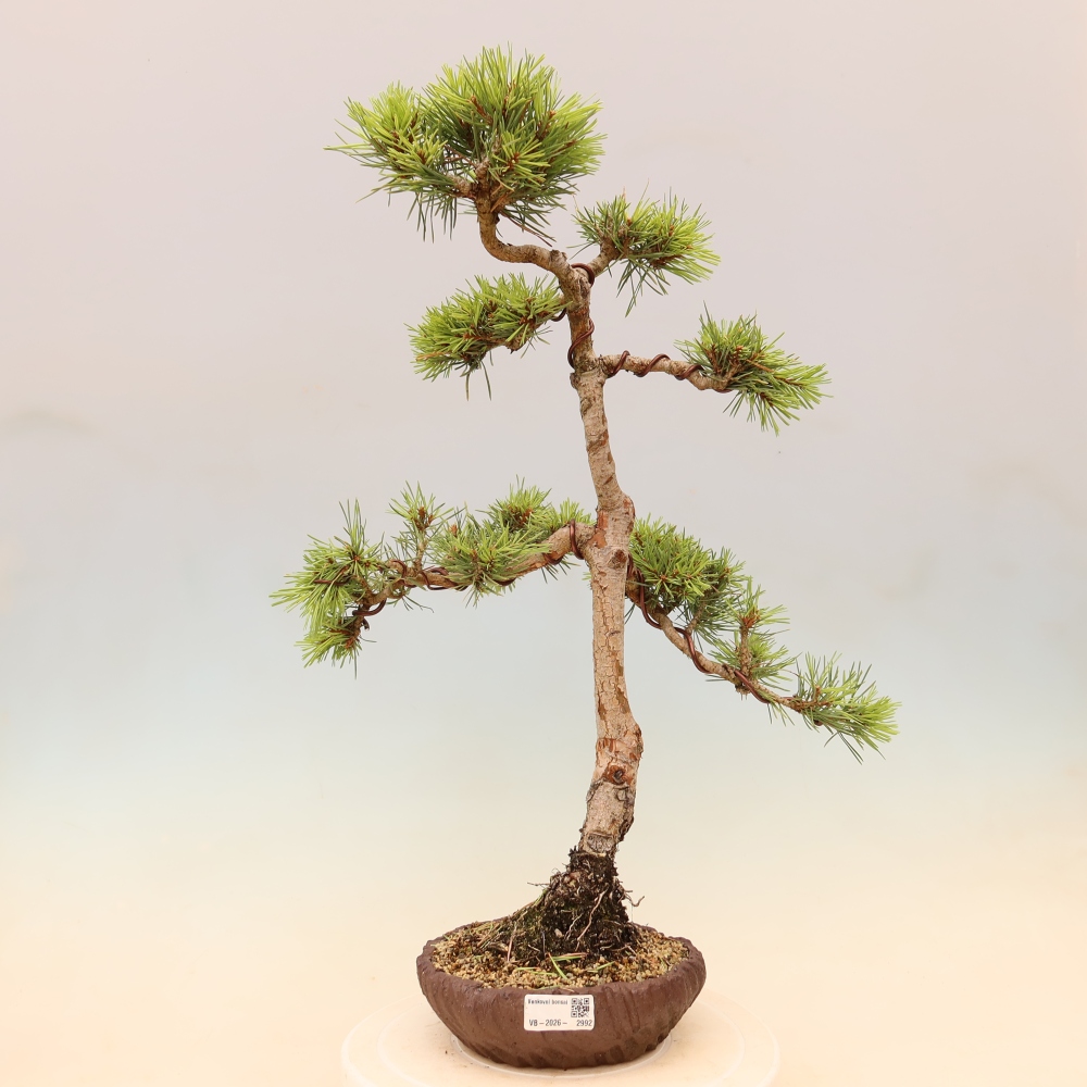 Bonsai ogrodowe – Pinus Sylvestris Watererri – sosna leśna