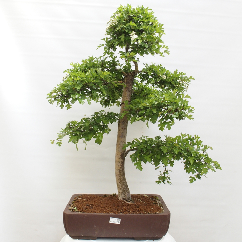 Bonsai zewnętrzne - Głóg - Crataegus monogyna
