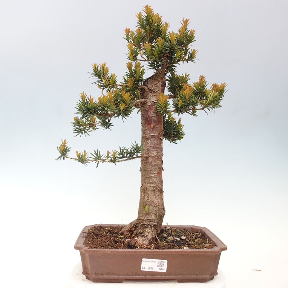Bonsai na zewnątrz - Taxus cuspidata - cis japoński