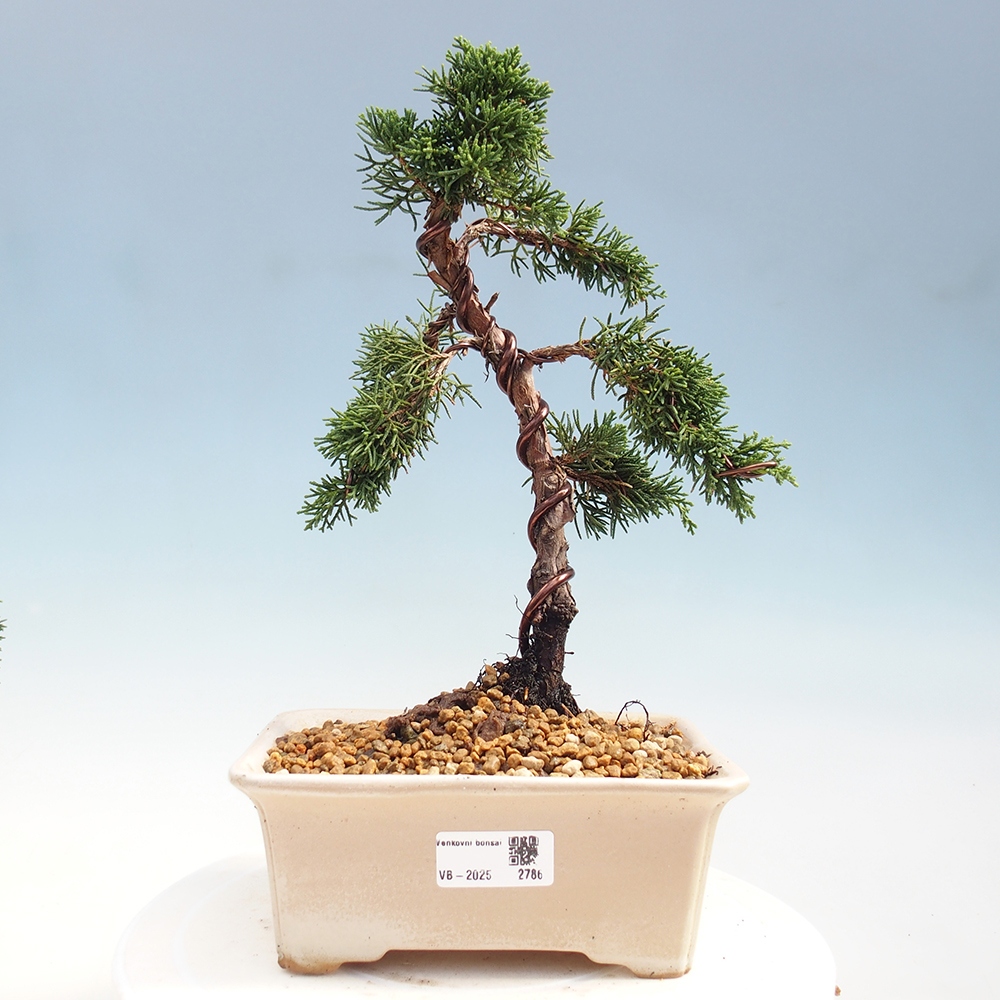 Bonsai zewnętrzne - Juniperus chinensis Kishu - Jałowiec chiński