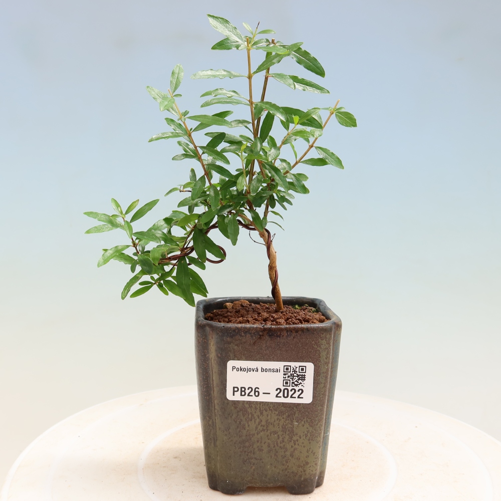 Pokój bonsai - PUNICA granatum nana - jabłko granatu