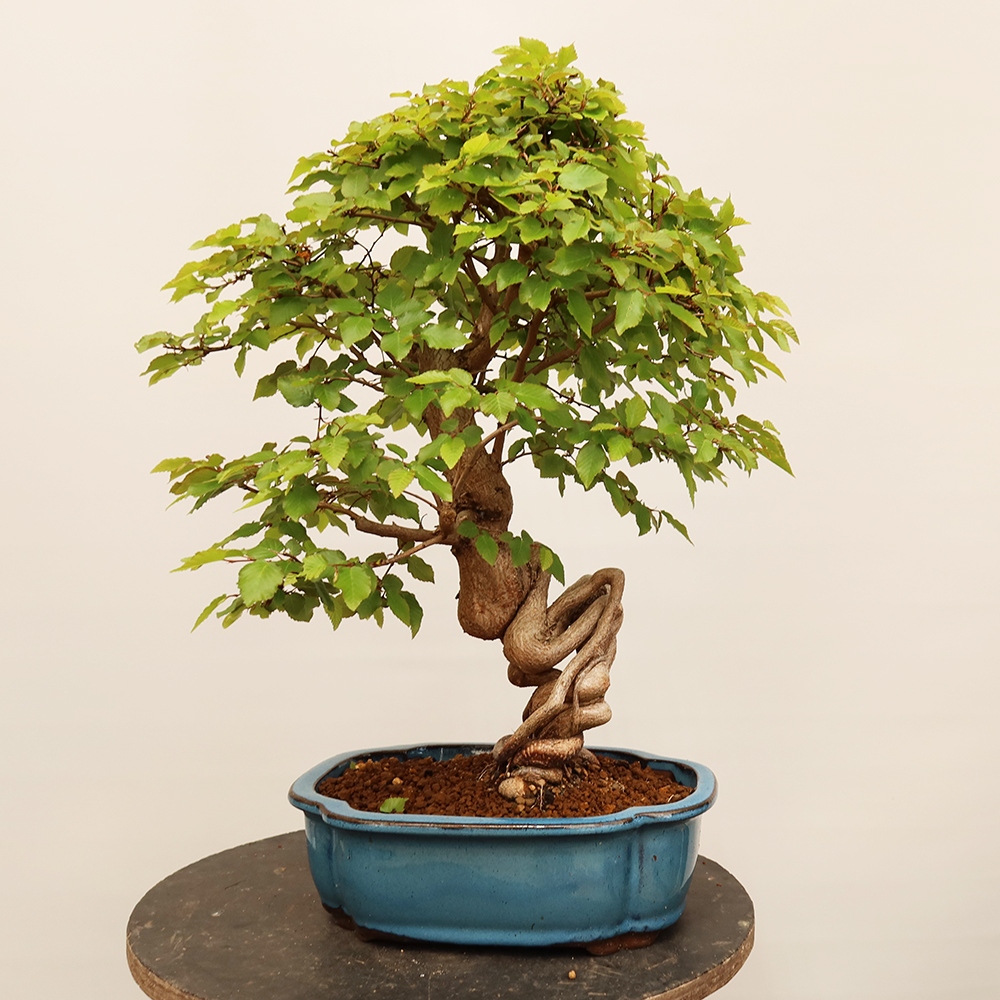Bonsai plenerowe - Carpinus Coreana - grab koreański