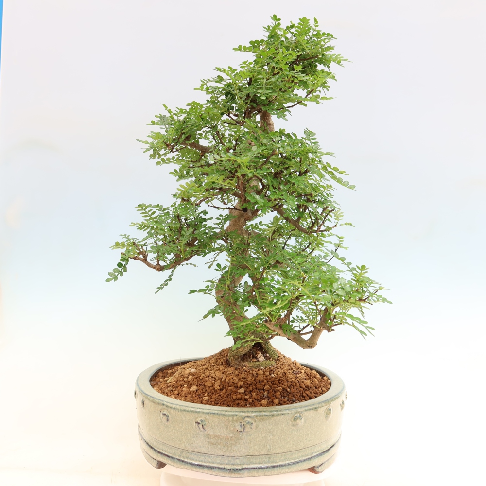 Pokój bonsai - Zantoxylum piperitum - drzewo pieprzowe
