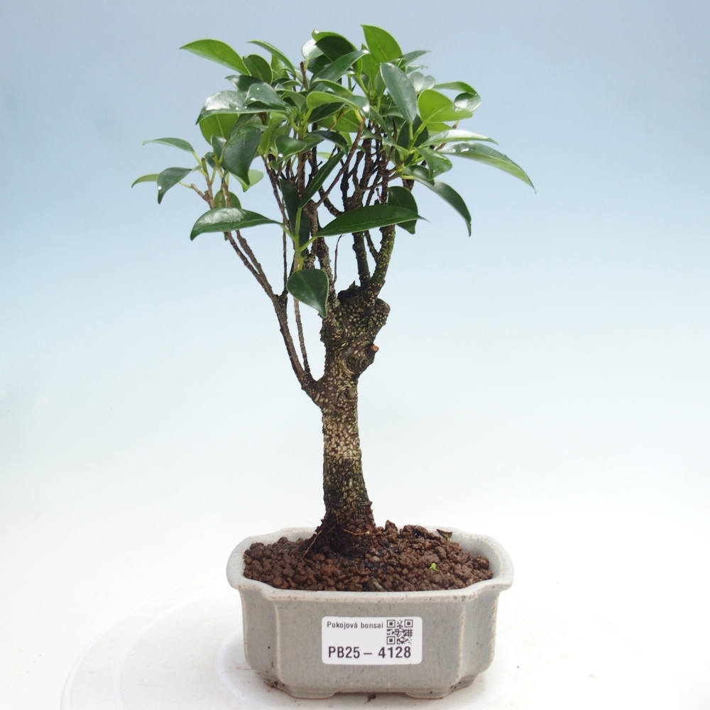 Pokój bonsai Ficus retusa kimmen
