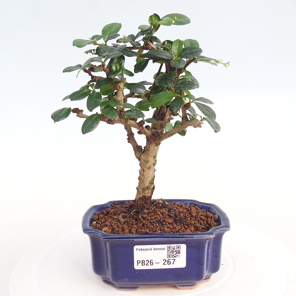 Bonsai pokojowe - Carmona macrophylla - Tea fuki