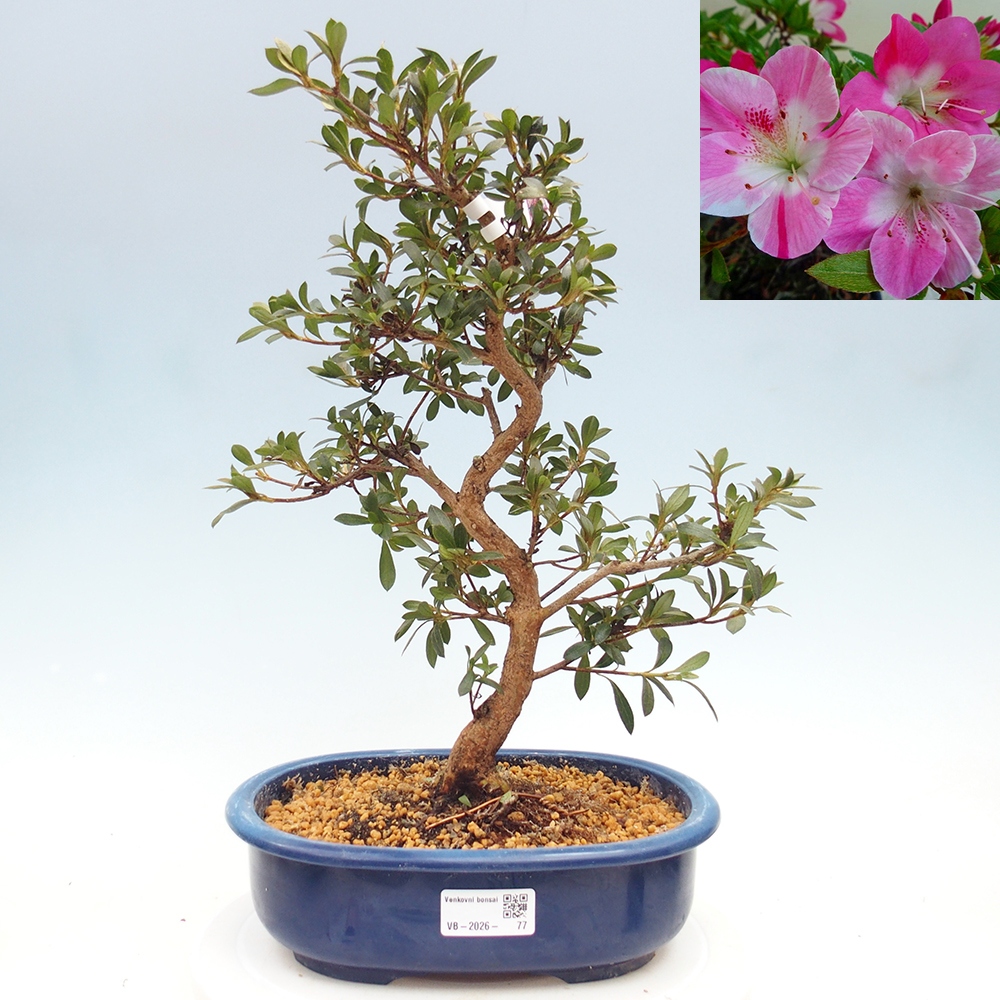 Bonsai zewnętrzne - Azalia japońska - Azalia Reiko