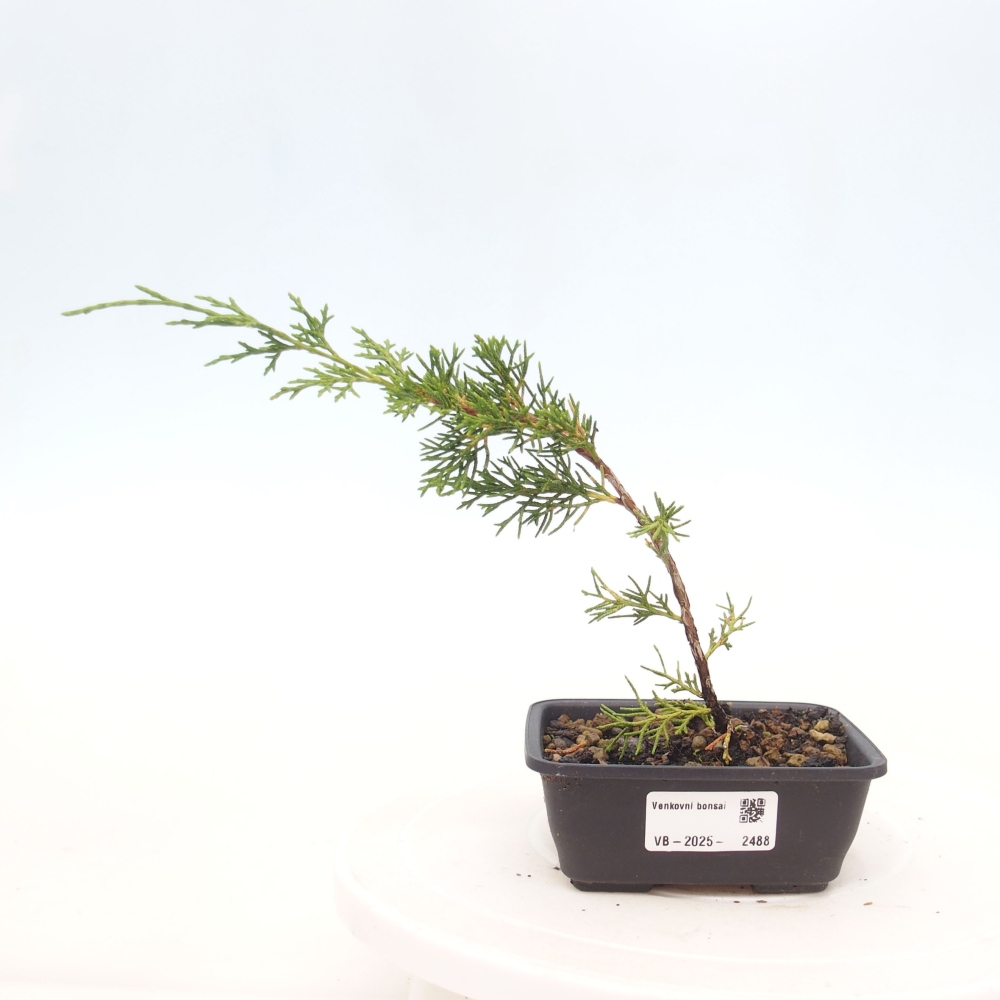 Outdoor bonsai - Juniperus chinensis Itoigawa - Jałowiec chiński
