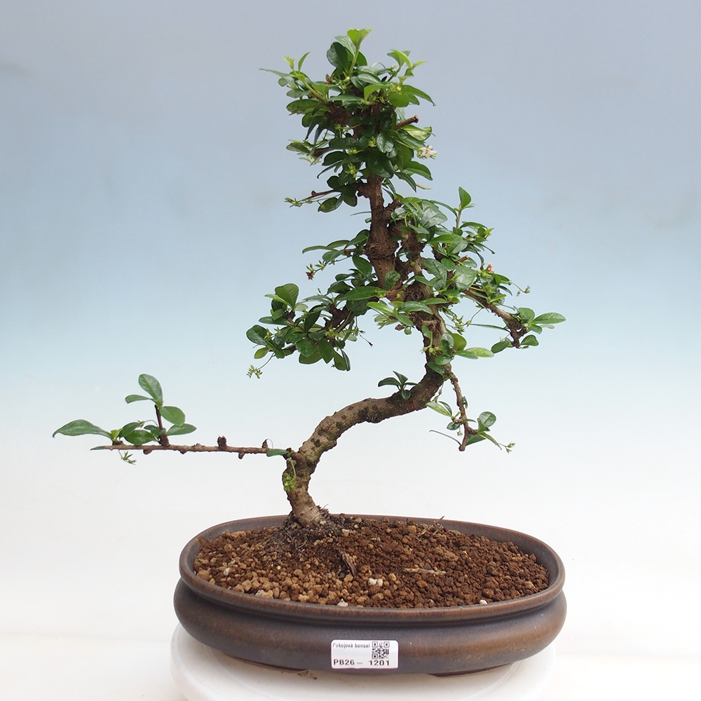 Bonsai pokojowe - Carmona macrophylla - Tea fuki