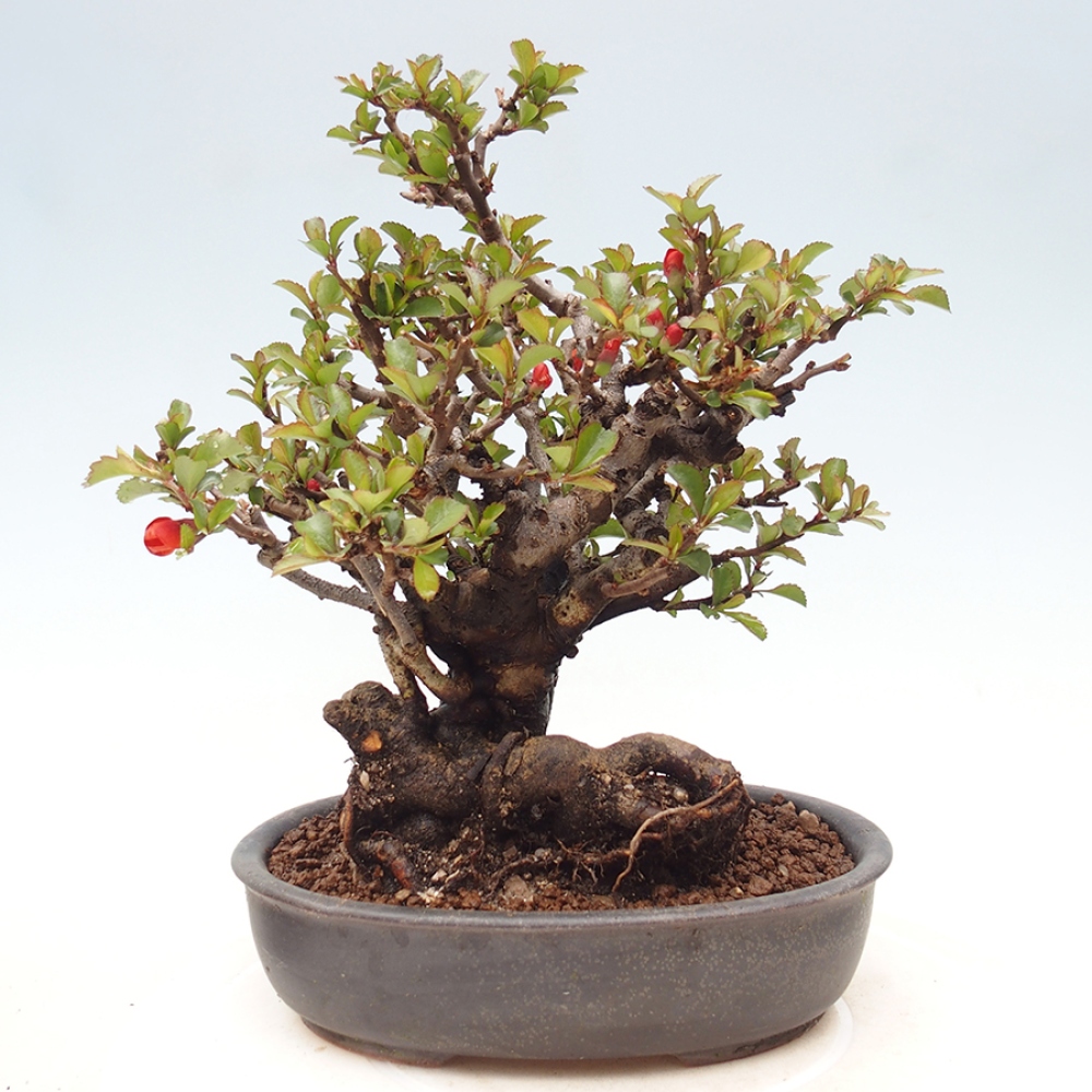 Bonsai zewnętrzne - Chaneomeles speciosa - Pigwa
