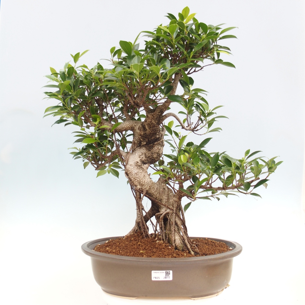 Bonsai pokojowe - Ficus kimmen - figowiec drobnolistny - WYŁĄCZNIE ODBIÓR OSOBISTY lub transport paletowy