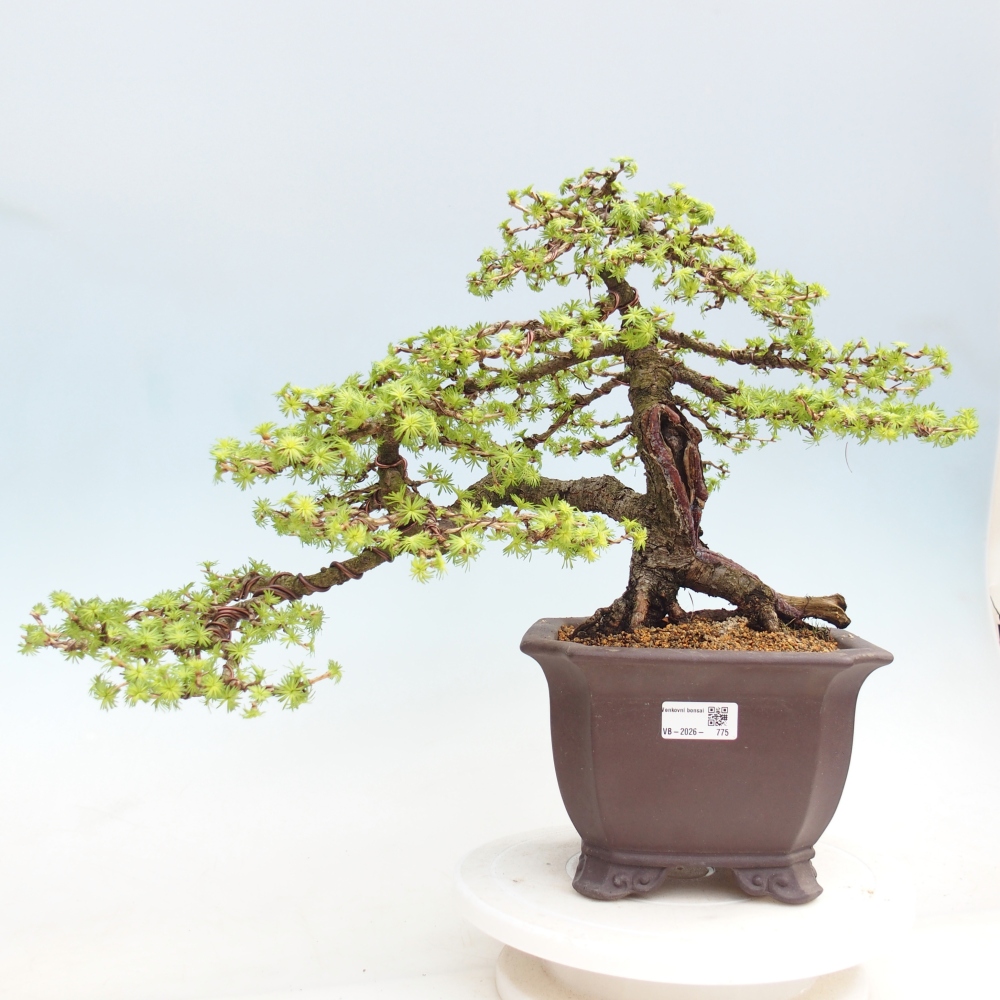 Bonsai zewnętrzne - Larix decidua - Modrzew
