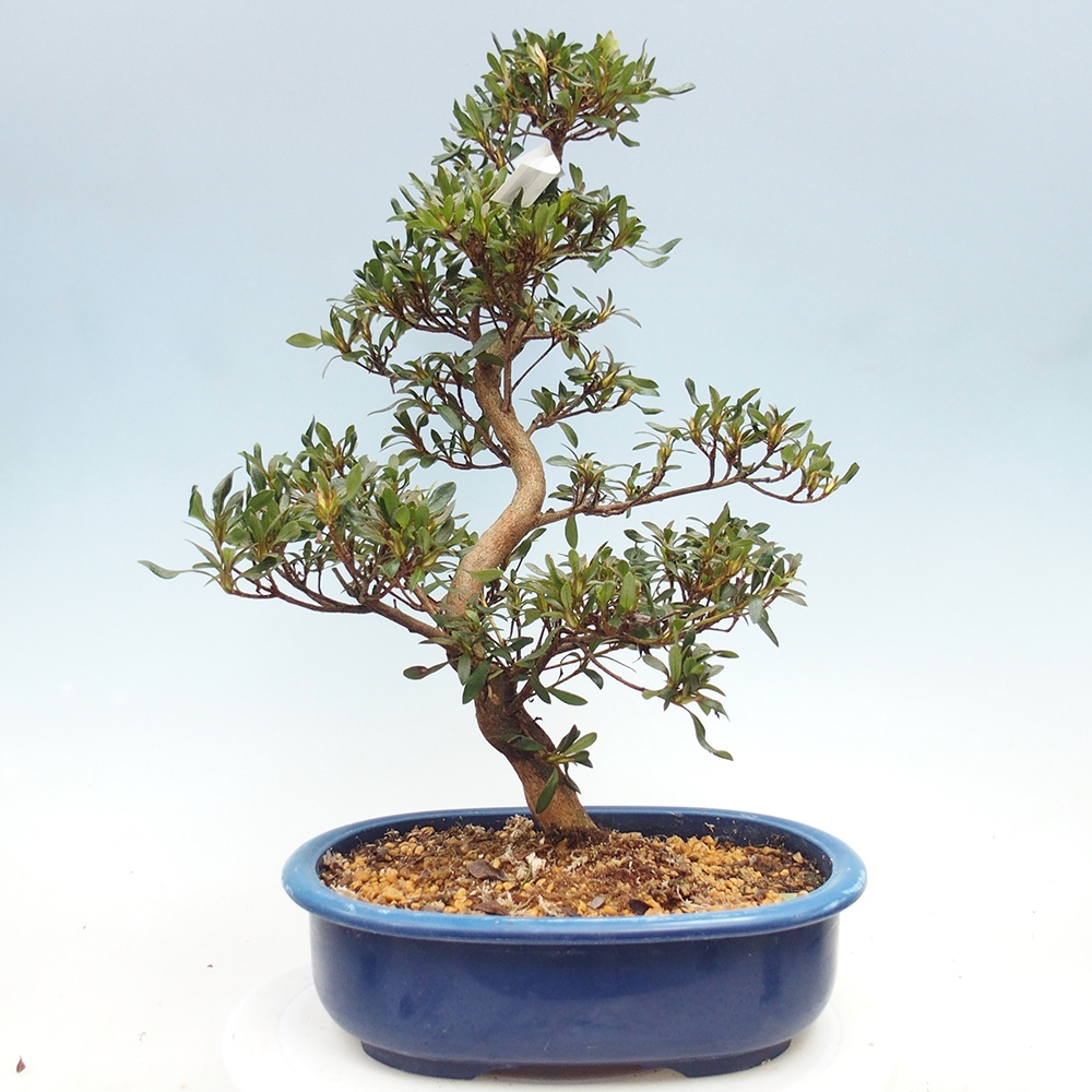 Bonsai zewnętrzne - Azalia japońska - Azalia CHIHIRO