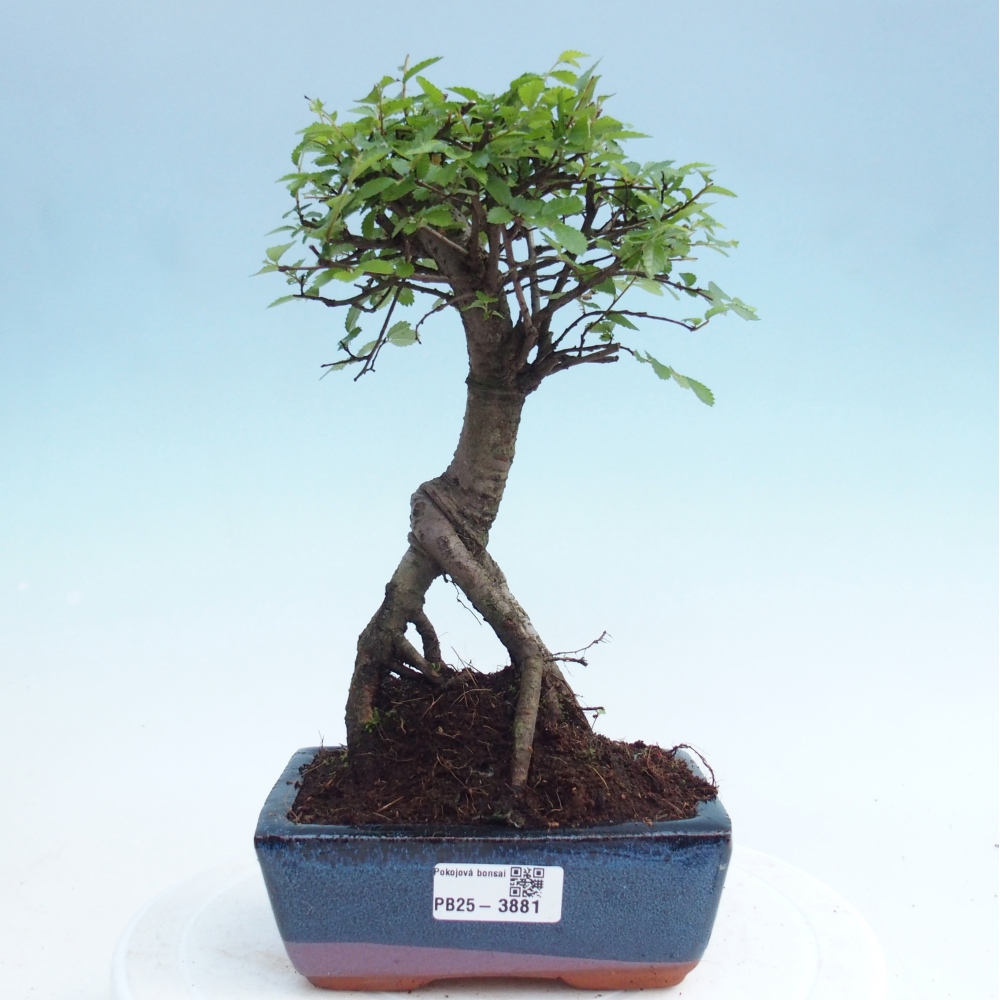 Pokój bonsai - Ulmus parvifolia - Wiąz drobnolistny