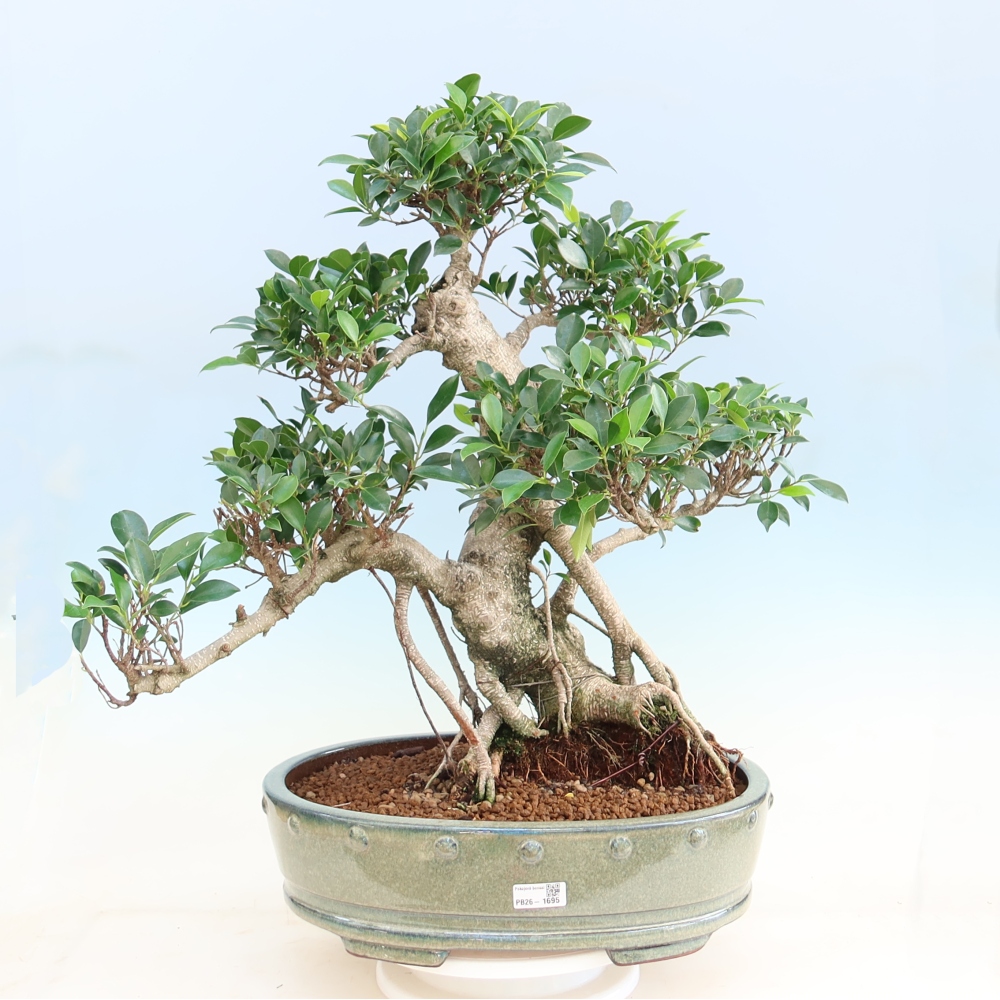 Pokój bonsai - Ficus kimmen - figowiec drobnolistny