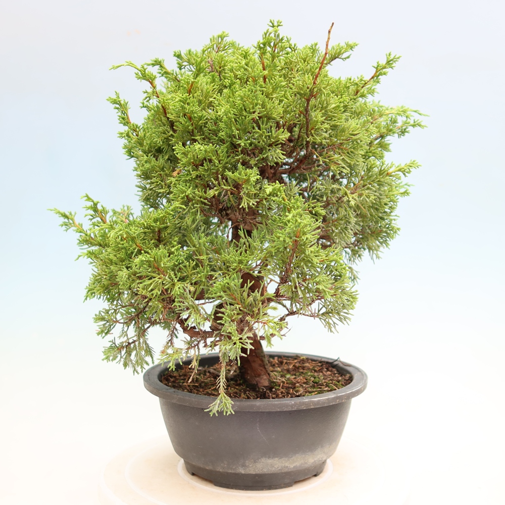 Bonsai ogrodowe – Juniperus chinensis Itoigawa – jałowiec chiński
