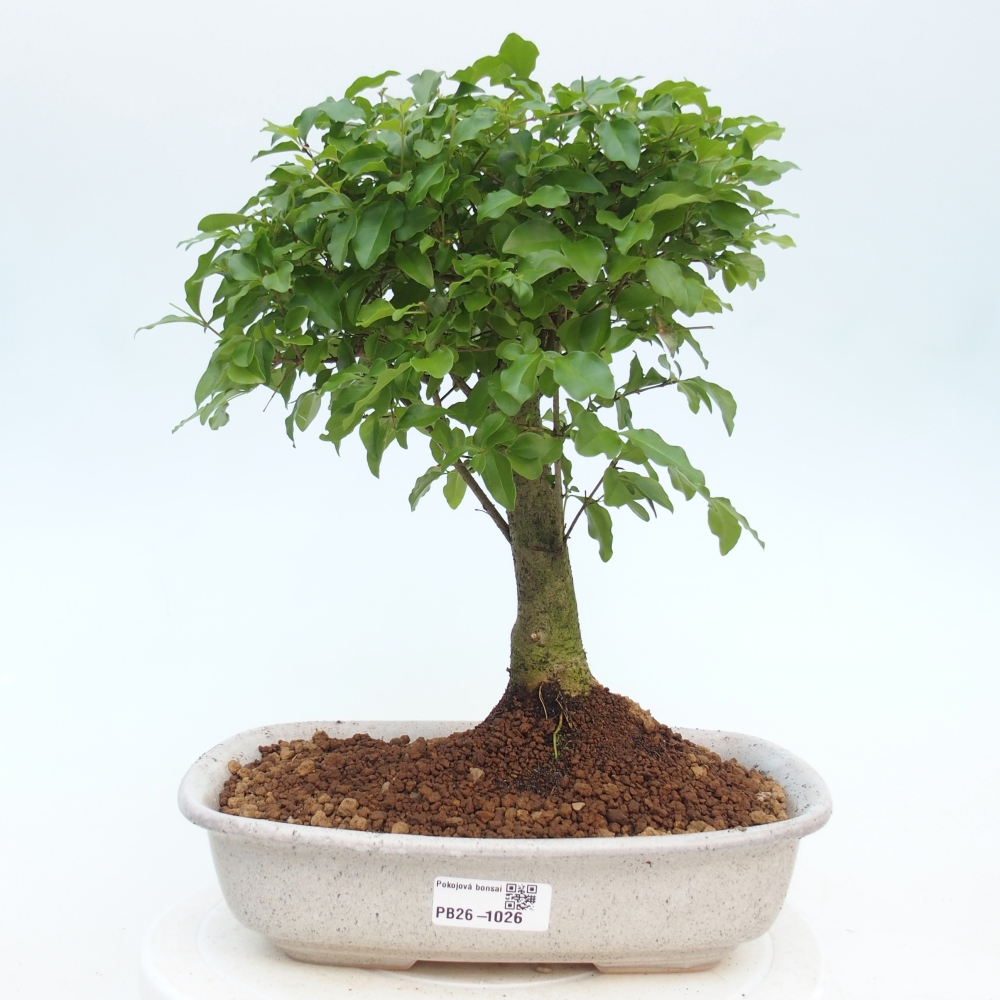 Pokój bonsai - Ligustrum chinensis - Dziób ptaka