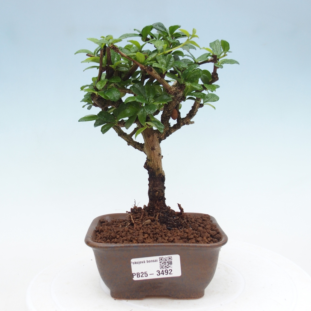 Bonsai wewnętrzne - Carmona makrophylla - Herbata Fuki