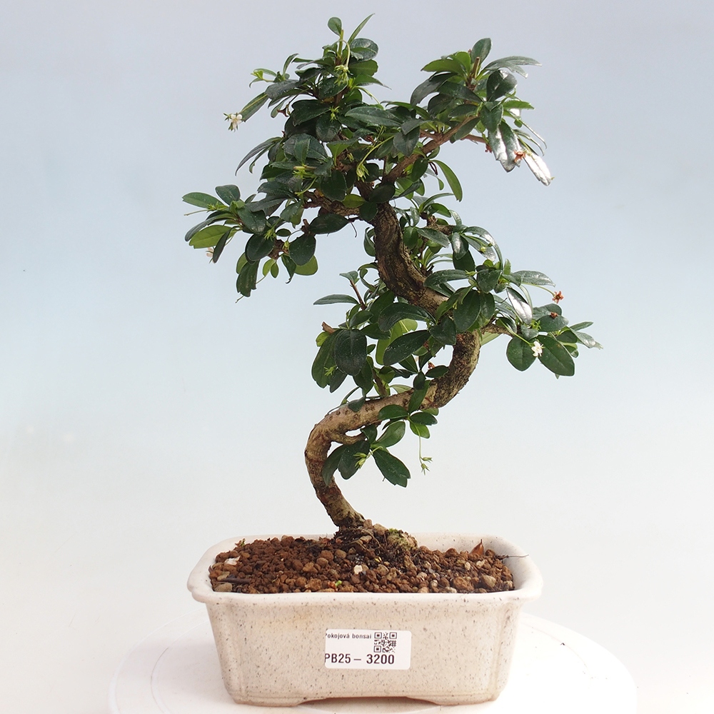 Bonsai wewnętrzne - Carmona makrophylla - Herbata Fuki