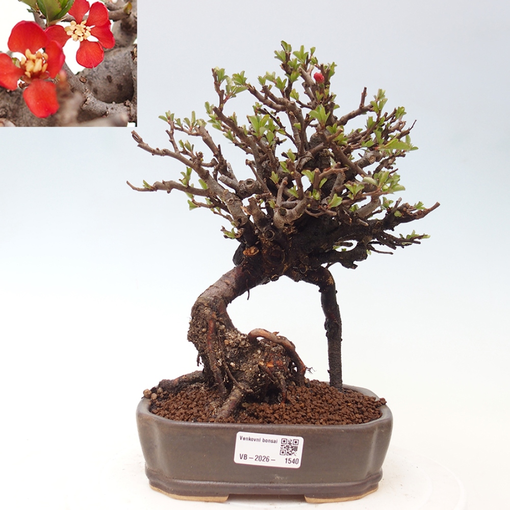 Bonsai zewnętrzne - Chaneomeles speciosa - Pigwa