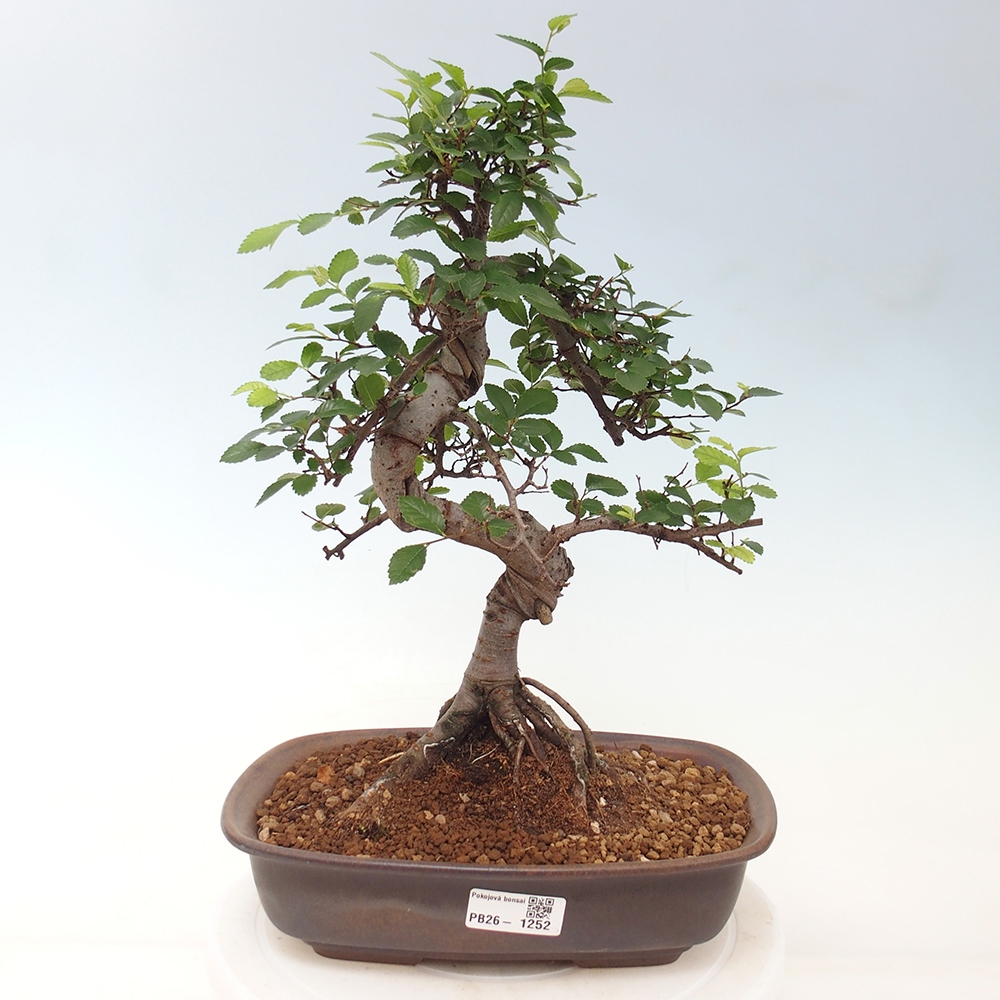 Pokój bonsai - Ulmus parvifolia - Wiąz drobnolistny
