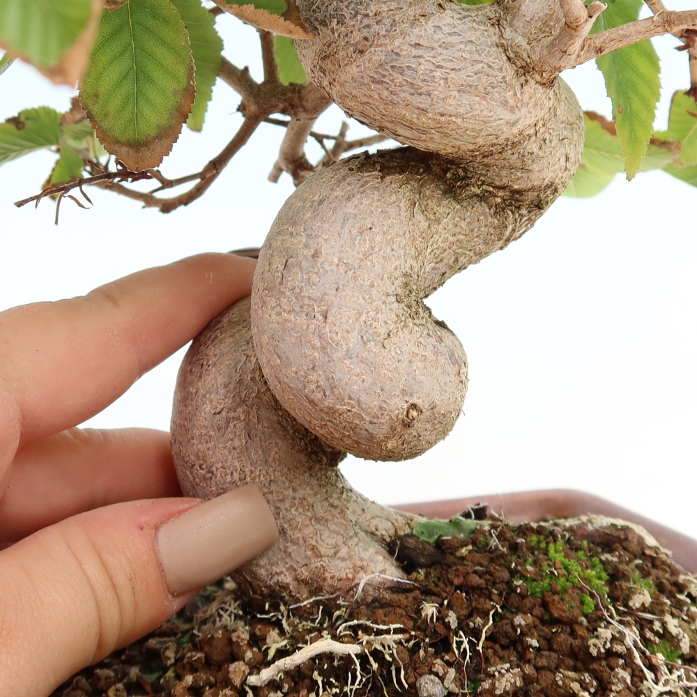 Outdoor bonsai - Carpinus CARPINOIDES - grab koreański
