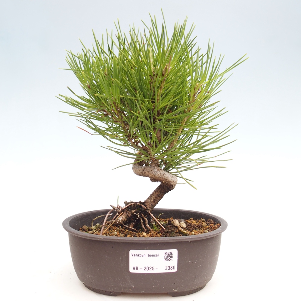 Bonsai ogrodowe - Pinus thunbergii - Sosna Thunbergia