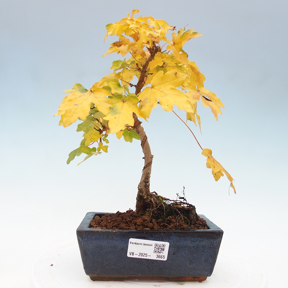 Outdoor bonsai - Acer campestre - Klon babyka