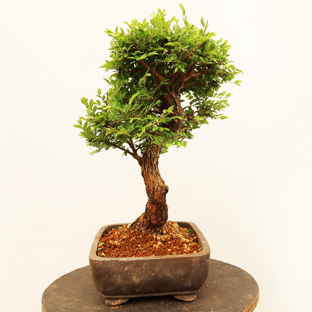 Bonsai na świeżym powietrzu - Zelkova - Zelkova NIRE