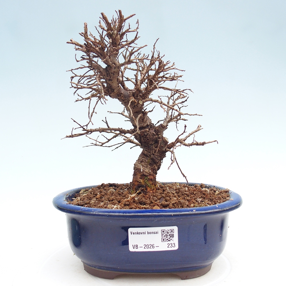 Bonsai zewnętrzne - Zelkova - Zelkova NIRE