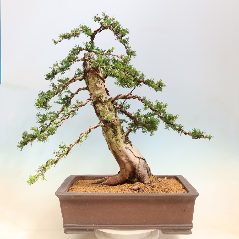 Bonsai ogrodowe – Taxus baccata – cis czerwony