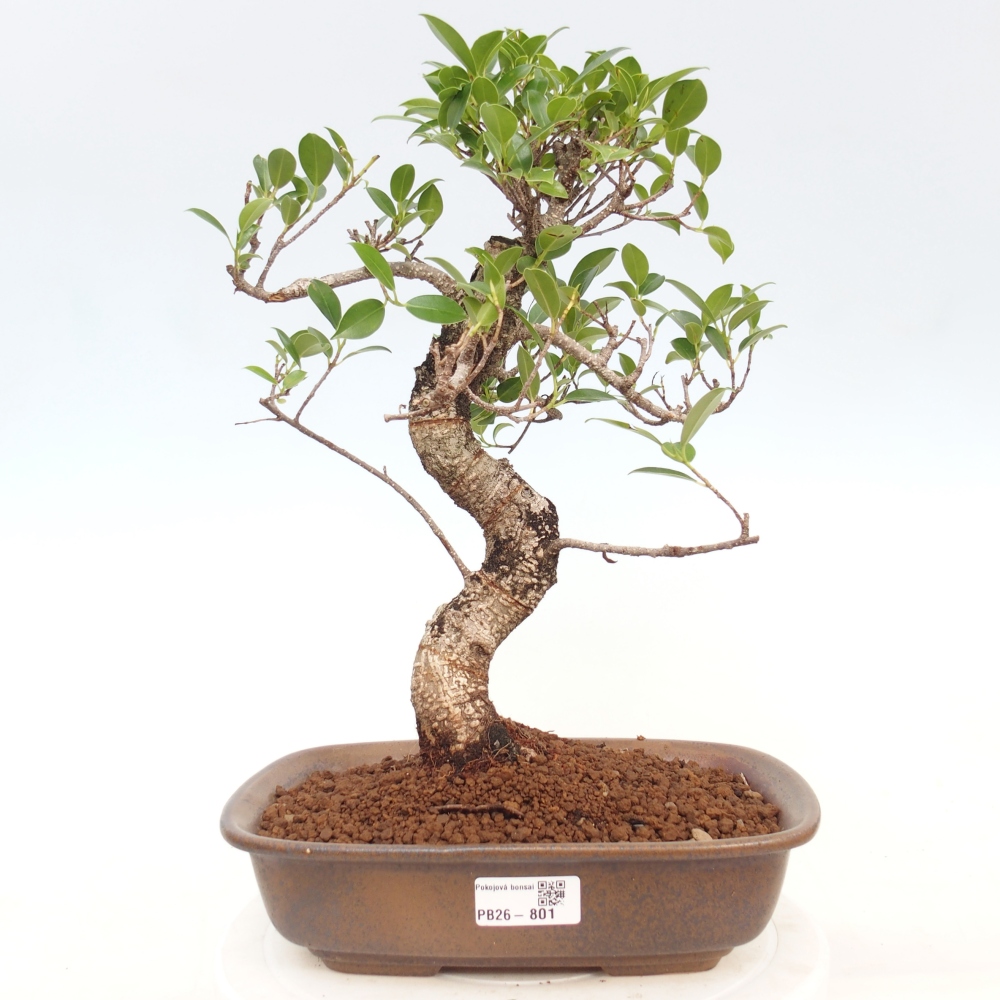 Kryty bonsai - kimono Ficus - figowiec drobnolistny