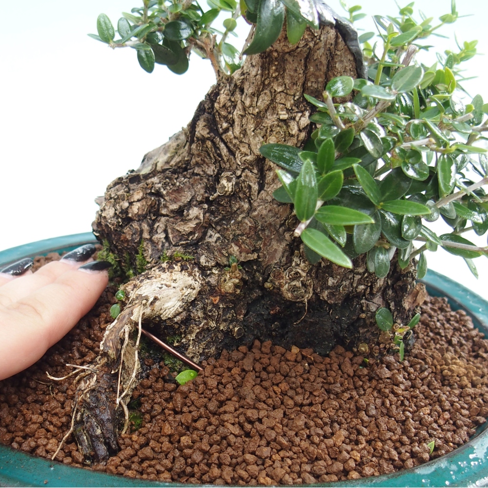 Kryte bonsai - Olea europaea sylvestris - Europejska oliwa z małych liści