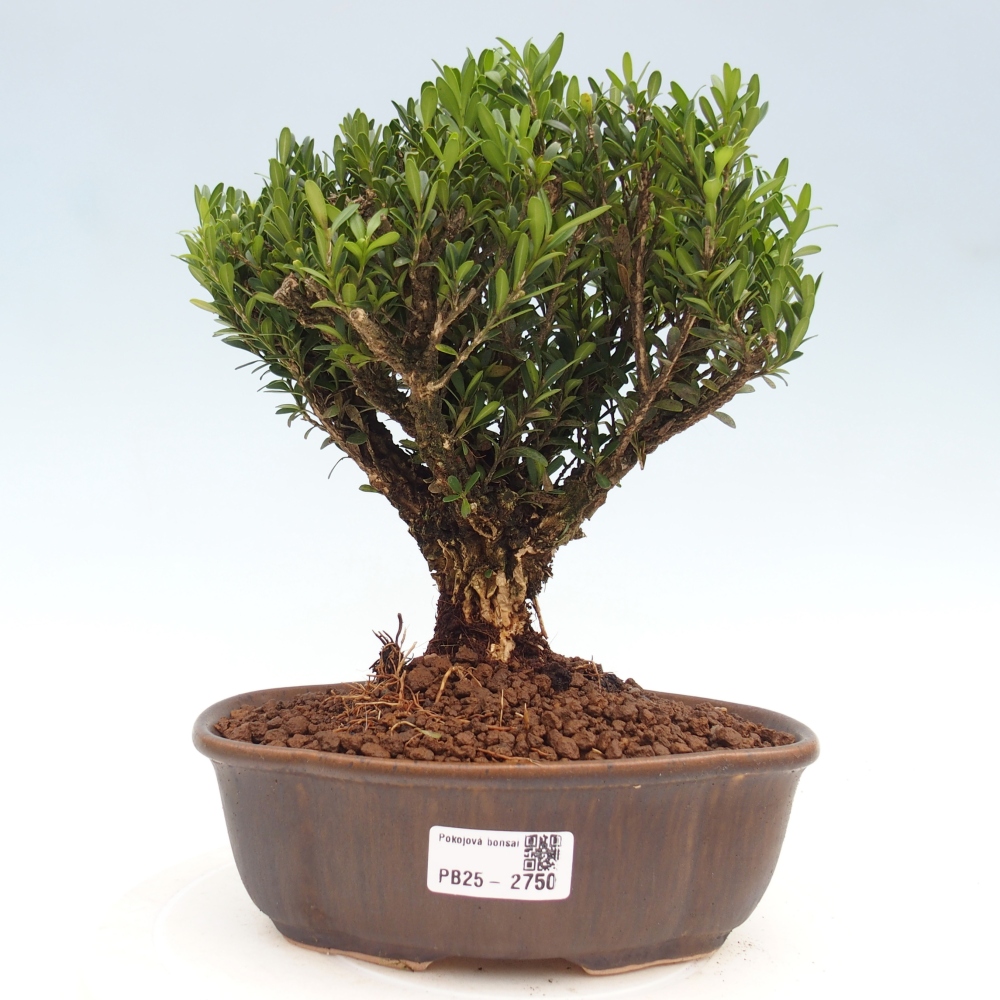 Kryty bonsai - Buxus harlandii - Bukszpan korkowy