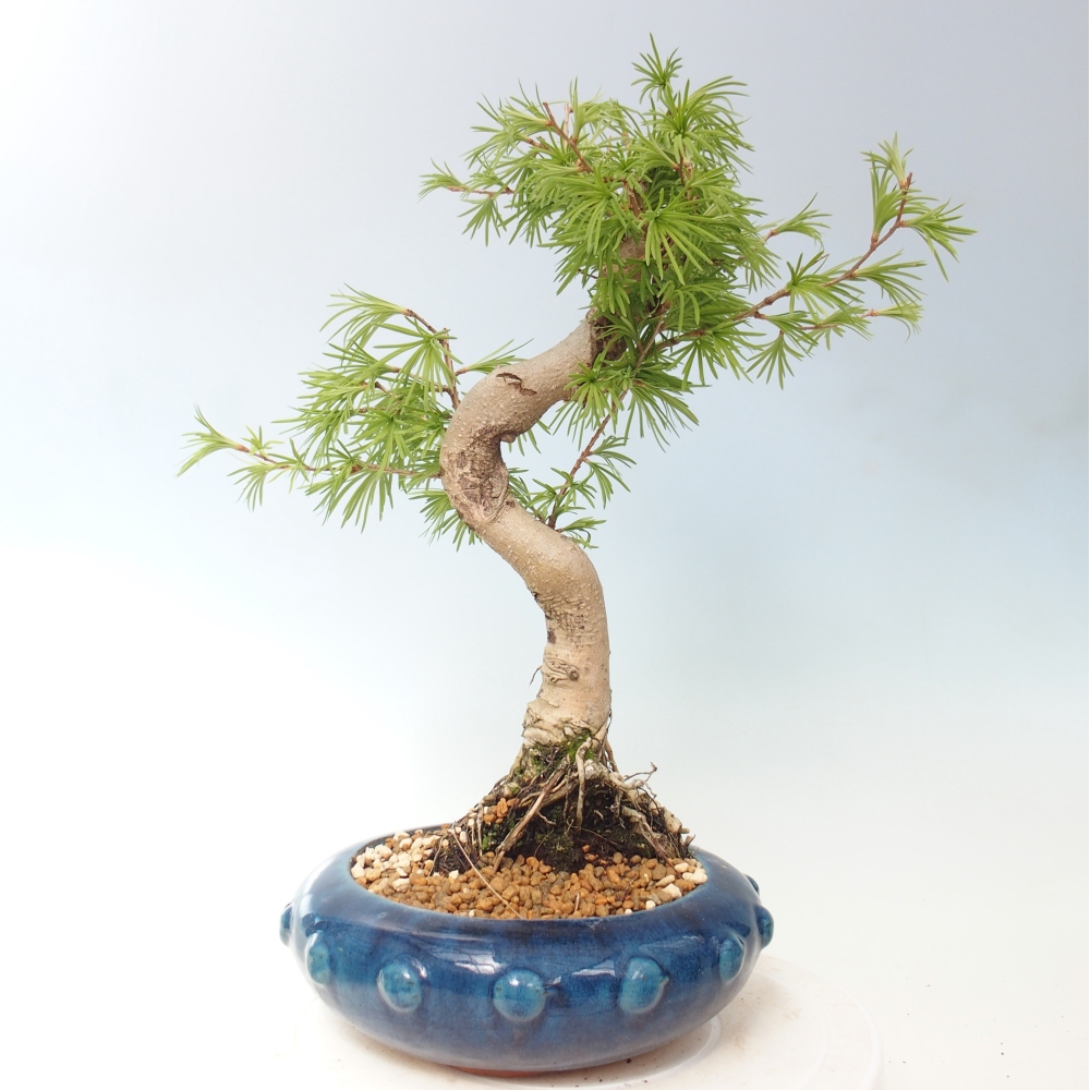 Bonsai zewnętrzne - Pseudolarix amabis-Pseudolarix amabis