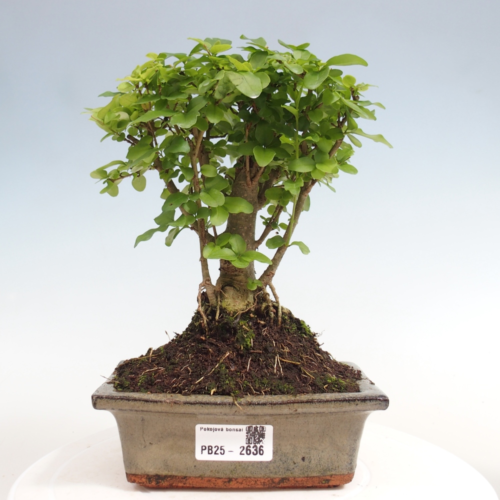 Kryte bonsai - Ligustrum chinensis - widok z lotu ptaka