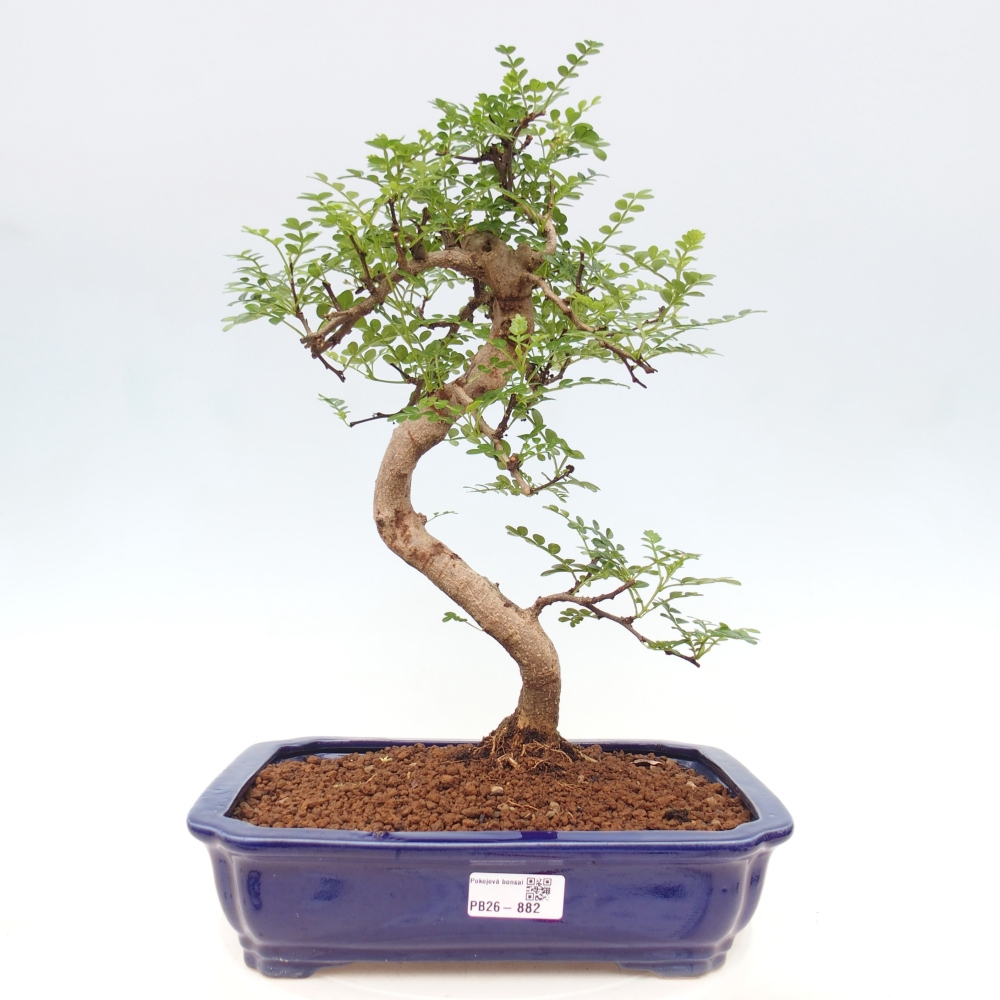Pokój bonsai - Zantoxylum piperitum - drzewo pieprzowe