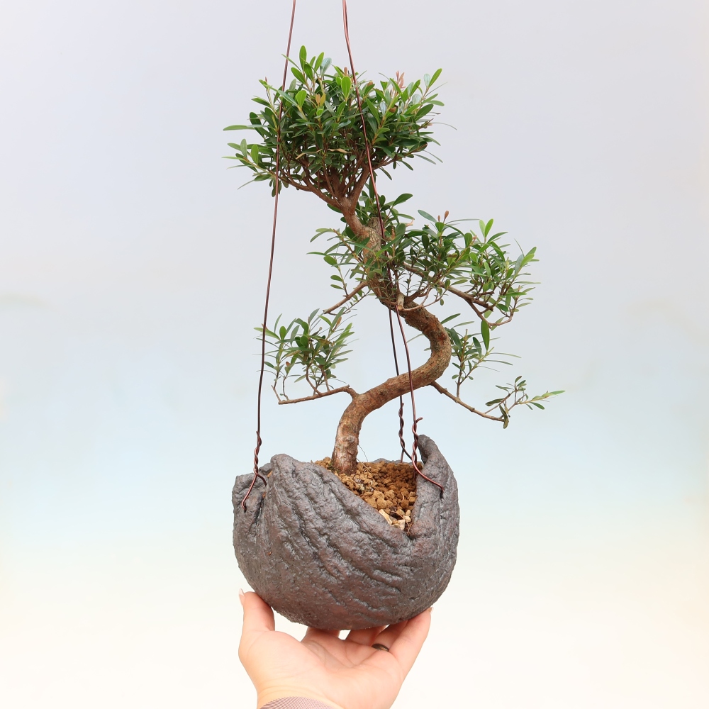 Kokedama w ceramicznej doniczce – Syzygium – drzewo pimentowe