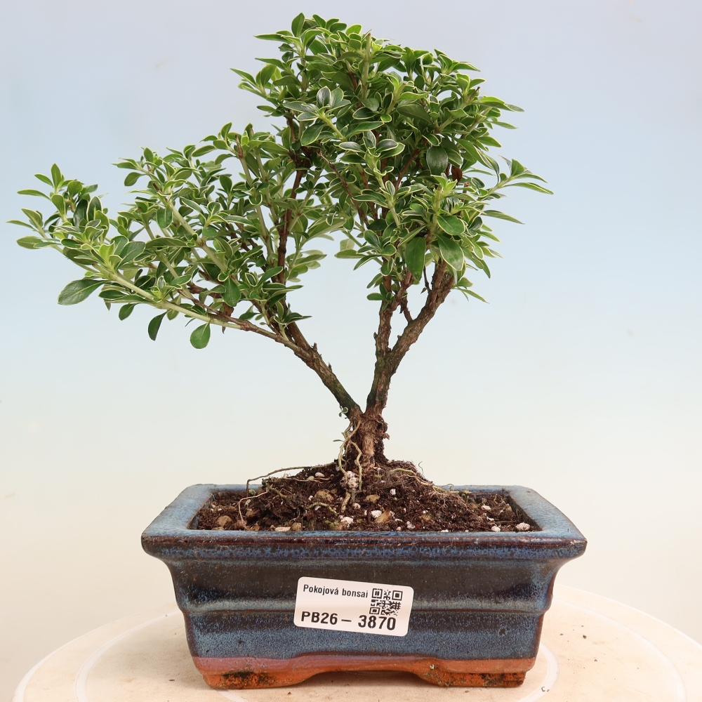 Bonsai pokojowe – Serissa foetida Variegata – Drzewo tysiąca gwiazd