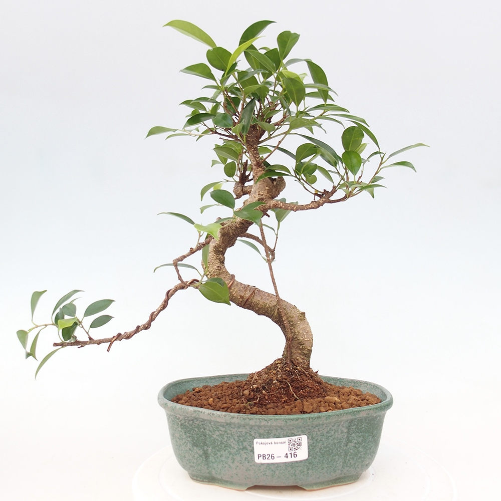 Pokój bonsai - Ficus retusa - figowiec drobnolistny