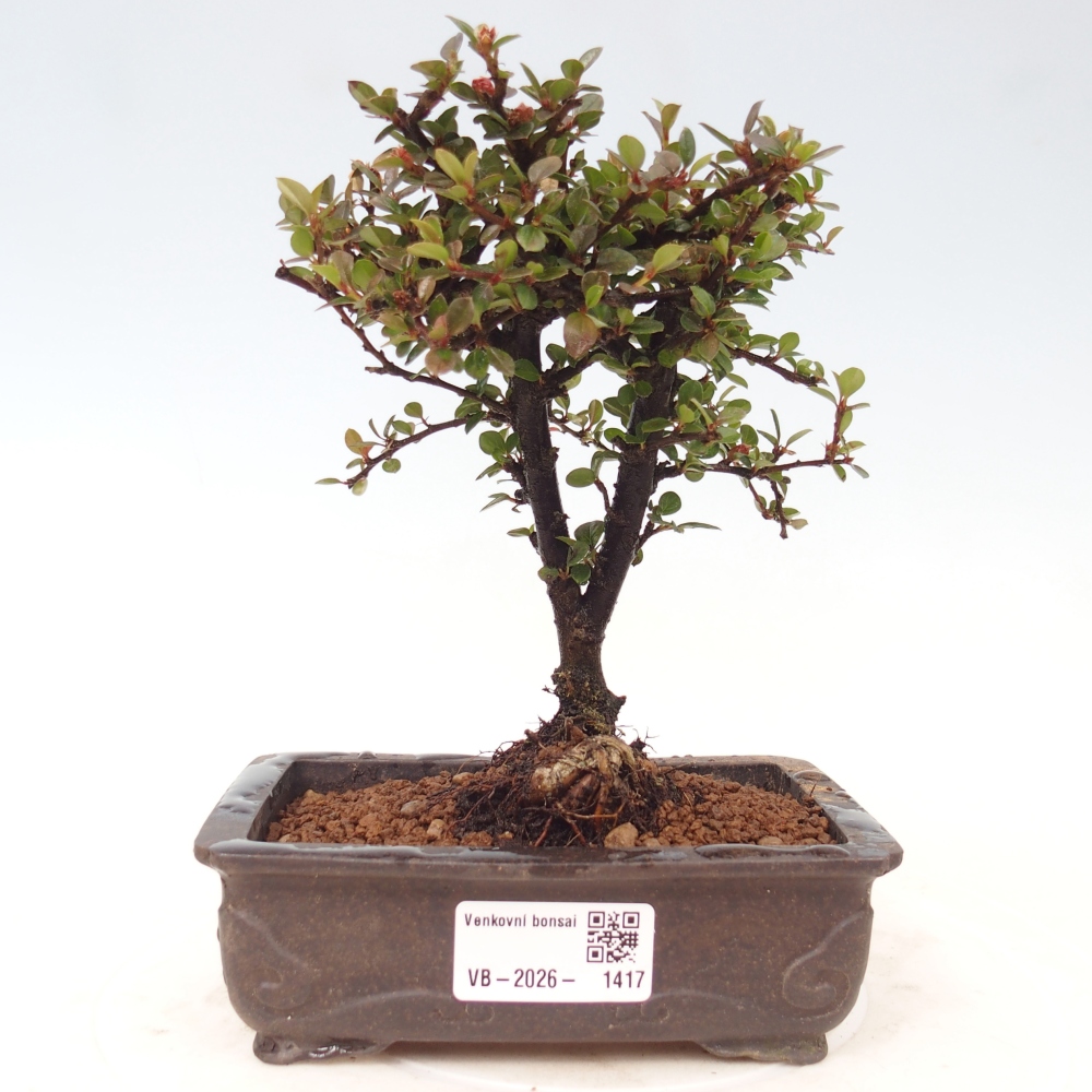Outdoor bonsai - irga pozioma - Rocky Mountain