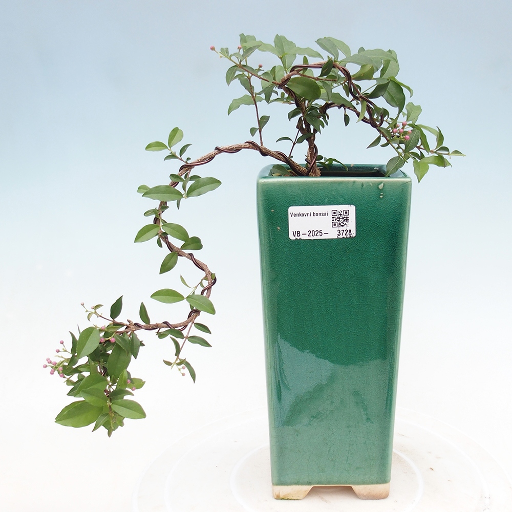 bonsai pokoju - wiśnia Malpighia coccigera- Barbdorská