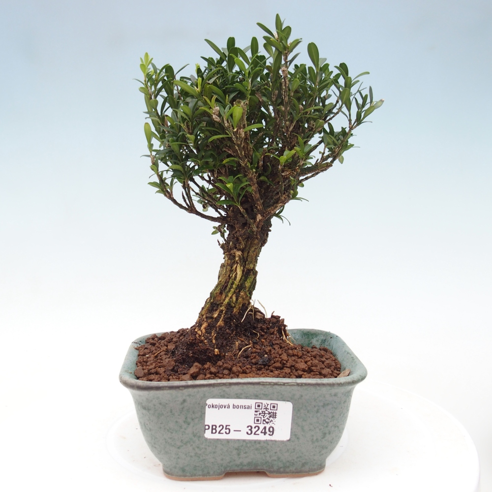 Pokój bonsai - Buxus harlandii - buxus korkowy