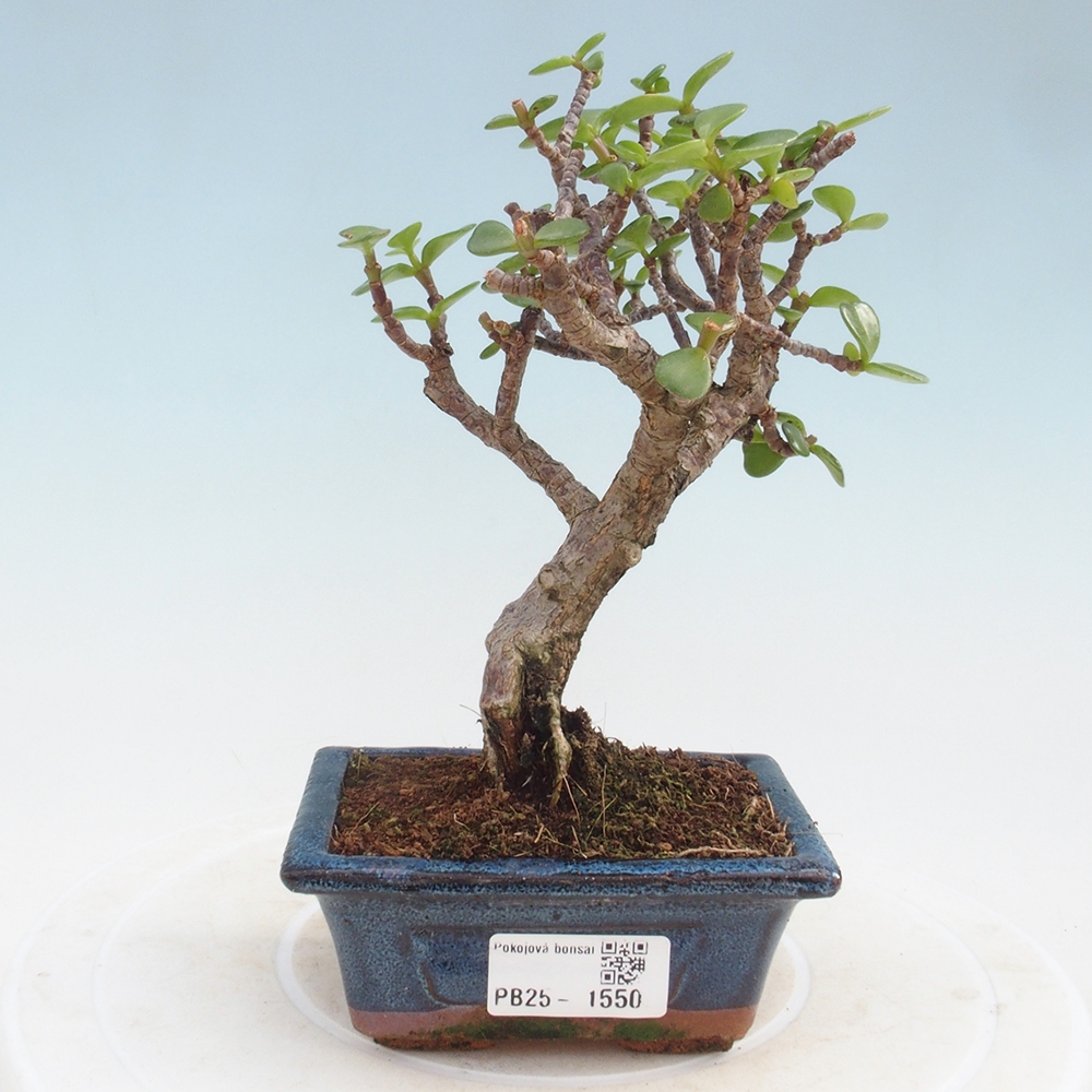 Kryte bonsai - Portulakaria Afra - Tlustice