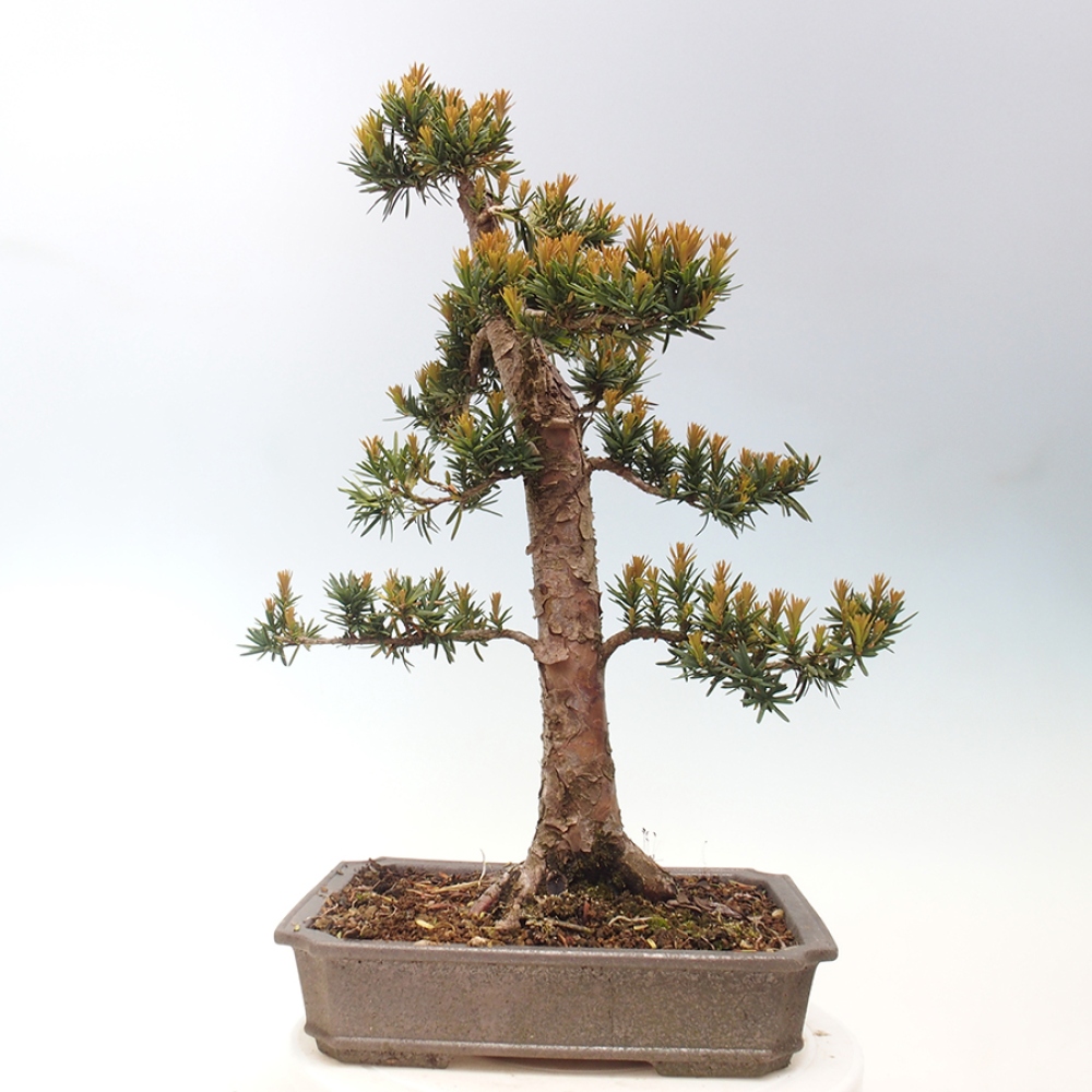 Bonsai na zewnątrz - Taxus cuspidata - cis japoński