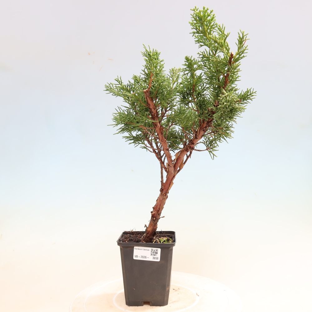 Outdoor bonsai - Juniperus chinensis Kishu