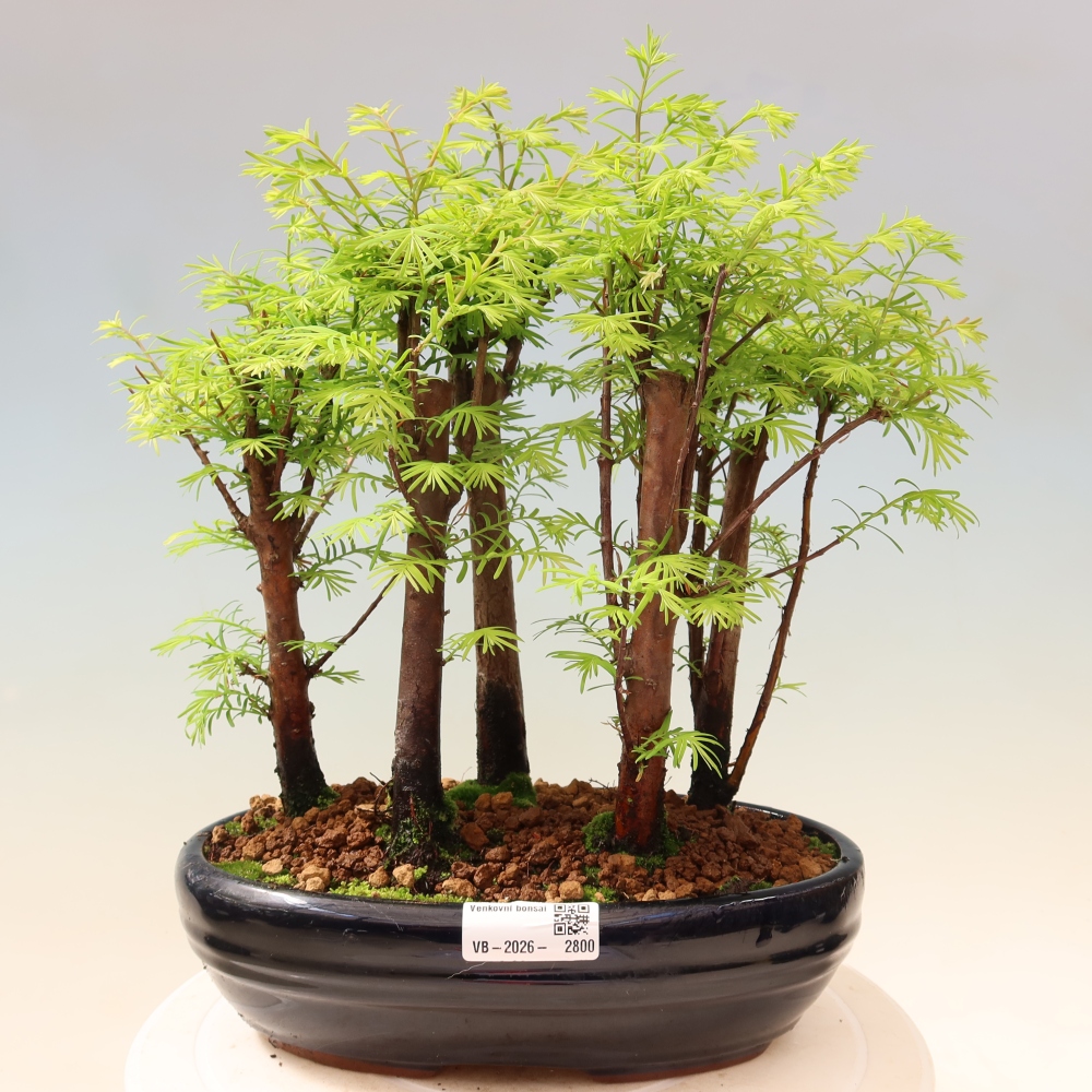 Bonsai ogrodowe – Metasequoia glyptostroboides – metasekwoja chińska – zagajnik
